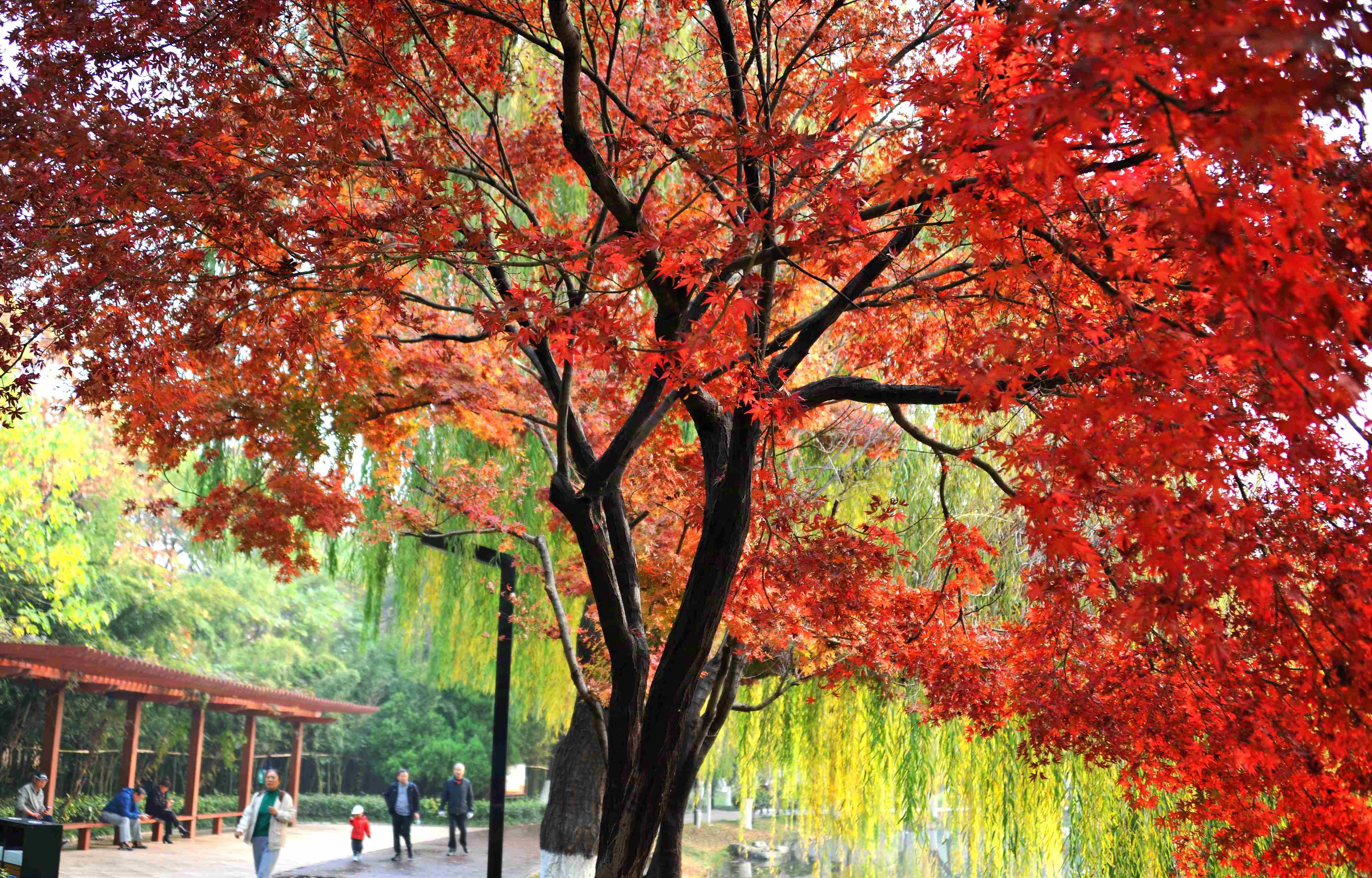 img_20241111_150232_副本.jpg